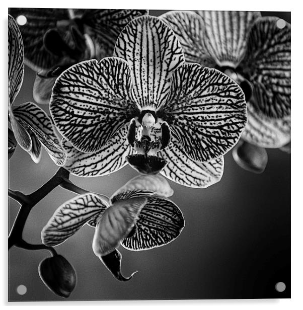 Orchid Acrylic by Malcolm Smith