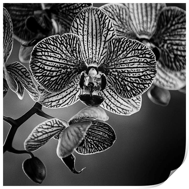 Orchid Print by Malcolm Smith