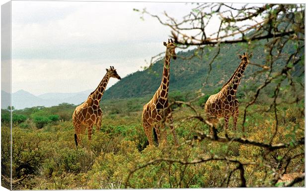JST2850 Masai Giraffes Tsavo East Canvas Print by Jim Tampin