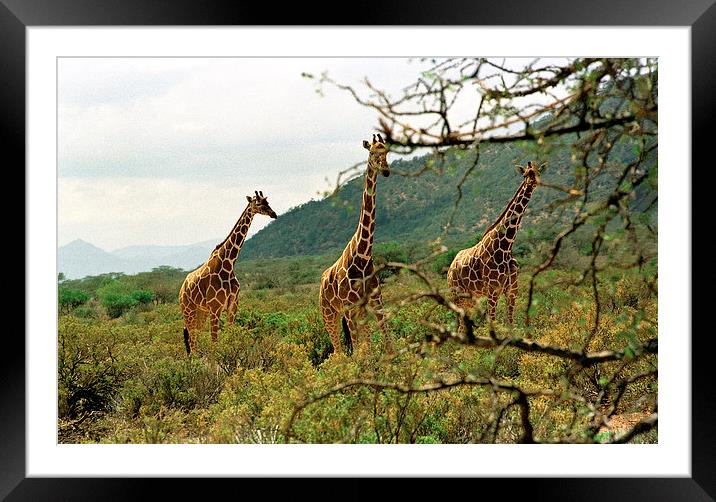 JST2850 Masai Giraffes Tsavo East Framed Mounted Print by Jim Tampin