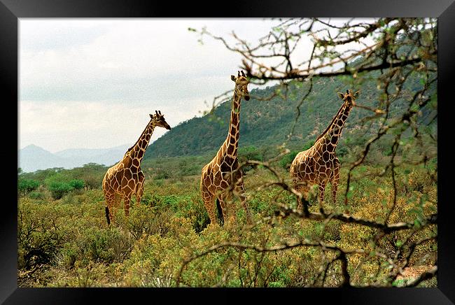 JST2850 Masai Giraffes Tsavo East Framed Print by Jim Tampin