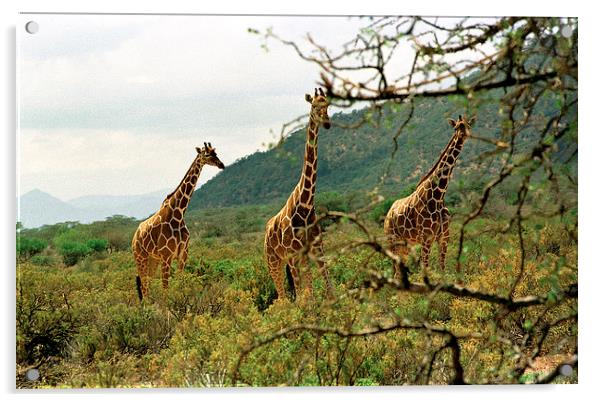 JST2850 Masai Giraffes Tsavo East Acrylic by Jim Tampin