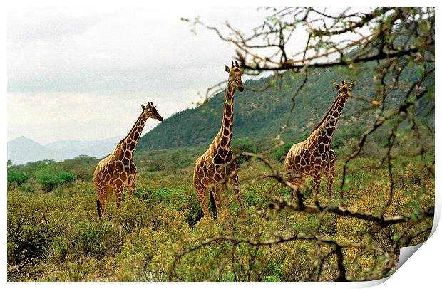 JST2850 Masai Giraffes Tsavo East Print by Jim Tampin