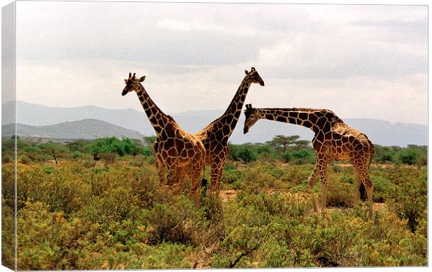 JST2851 Masai Giraffes Tsavo East Canvas Print by Jim Tampin