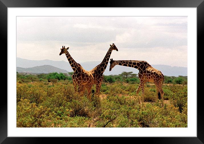 JST2851 Masai Giraffes Tsavo East Framed Mounted Print by Jim Tampin
