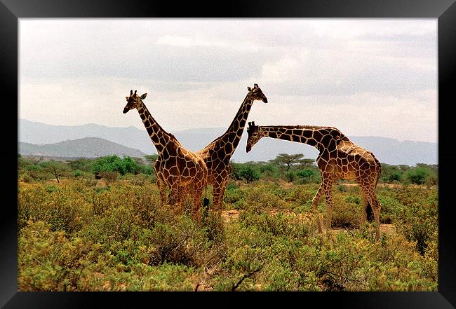 JST2851 Masai Giraffes Tsavo East Framed Print by Jim Tampin