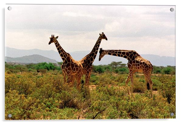 JST2851 Masai Giraffes Tsavo East Acrylic by Jim Tampin