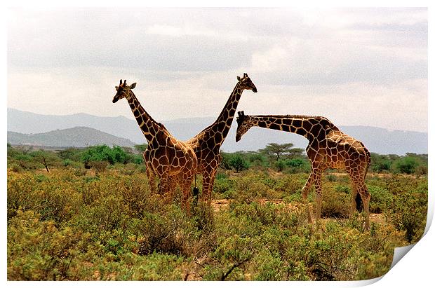JST2851 Masai Giraffes Tsavo East Print by Jim Tampin