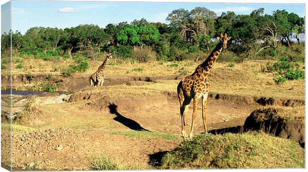JST2853 Masai Giraffes, Tsavo West Canvas Print by Jim Tampin