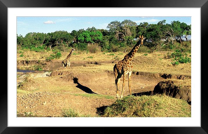 JST2853 Masai Giraffes, Tsavo West Framed Mounted Print by Jim Tampin