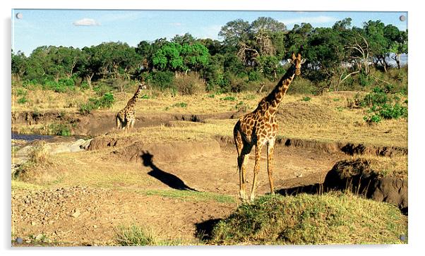 JST2853 Masai Giraffes, Tsavo West Acrylic by Jim Tampin