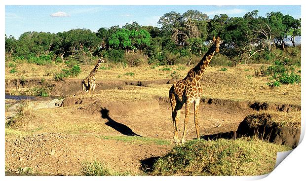 JST2853 Masai Giraffes, Tsavo West Print by Jim Tampin