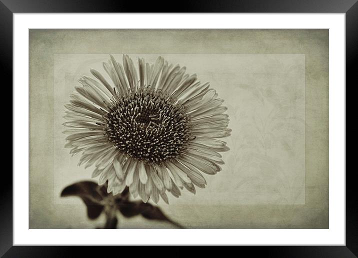 Aster with Textures Framed Mounted Print by John Edwards