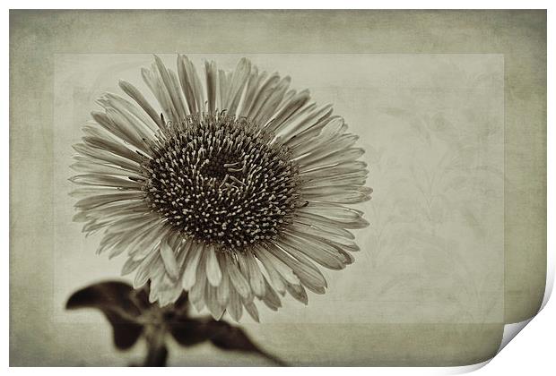 Aster with Textures Print by John Edwards