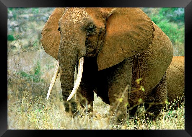 JST2849 Pregnant elephant, Tsavo East Framed Print by Jim Tampin