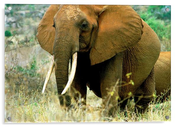 JST2849 Pregnant elephant, Tsavo East Acrylic by Jim Tampin