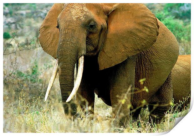 JST2849 Pregnant elephant, Tsavo East Print by Jim Tampin