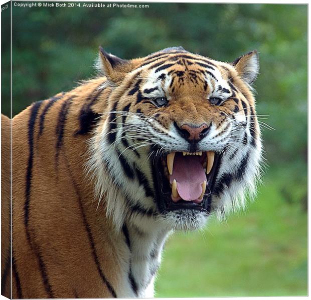Tiger with attitude Canvas Print by Mick Both