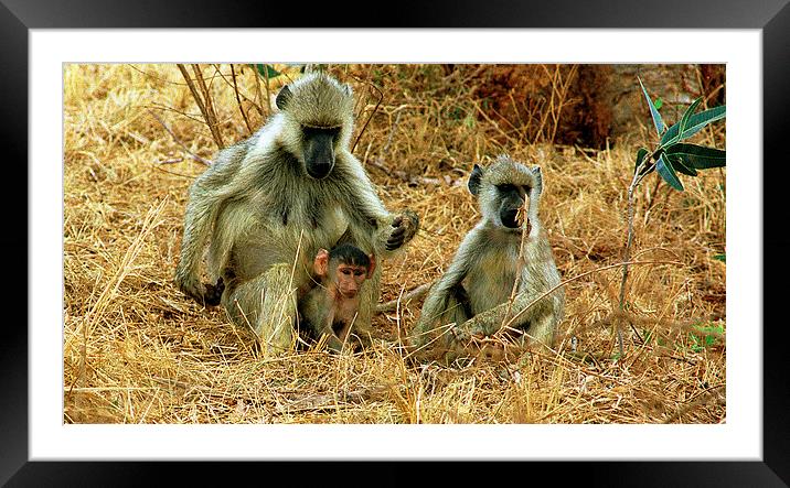JST2848 Yellow Baboons Framed Mounted Print by Jim Tampin