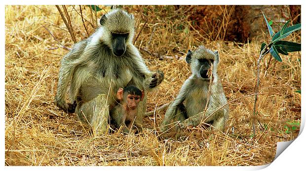 JST2848 Yellow Baboons Print by Jim Tampin