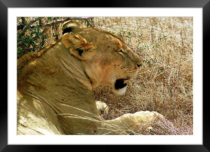 JST2847 Lioness, Tsavo West Framed Mounted Print by Jim Tampin