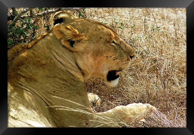 JST2847 Lioness, Tsavo West Framed Print by Jim Tampin