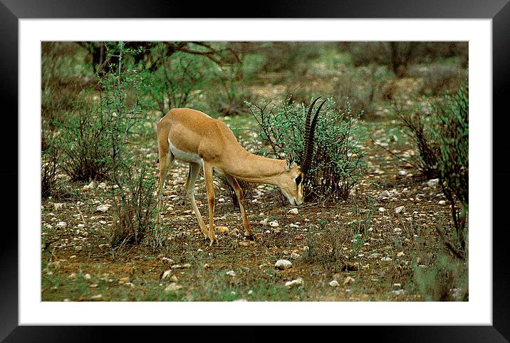 JST2846 Grants Gazelle Framed Mounted Print by Jim Tampin