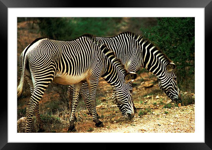 JST2845 Grevys Zebras Framed Mounted Print by Jim Tampin