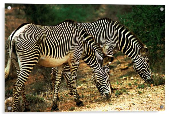 JST2845 Grevys Zebras Acrylic by Jim Tampin