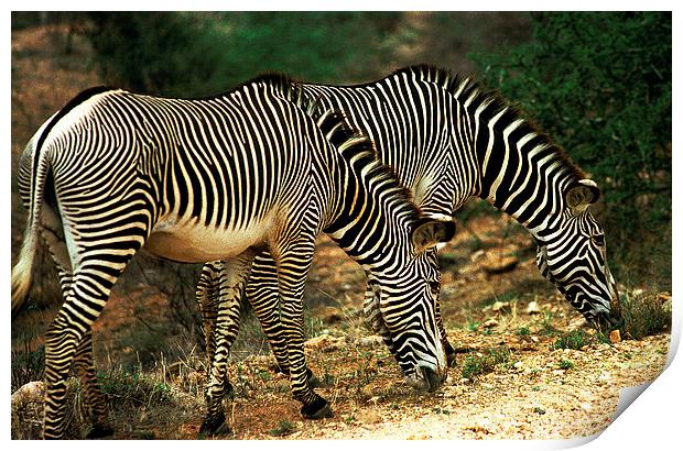 JST2845 Grevys Zebras Print by Jim Tampin