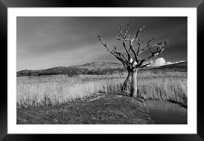 Dead tree Framed Mounted Print by Rory Trappe
