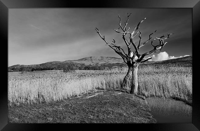 Dead tree Framed Print by Rory Trappe