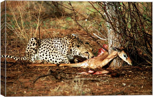 JST2837 Cheetah with kill Canvas Print by Jim Tampin