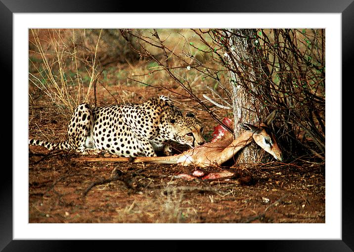 JST2837 Cheetah with kill Framed Mounted Print by Jim Tampin