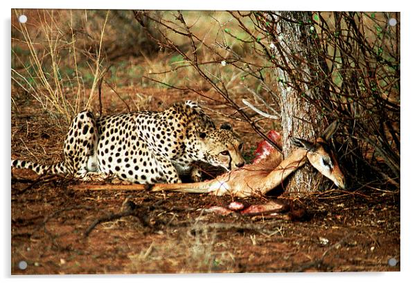 JST2837 Cheetah with kill Acrylic by Jim Tampin