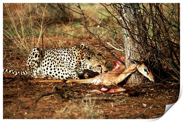 JST2837 Cheetah with kill Print by Jim Tampin