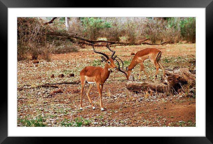 JST2836 Male Impala Framed Mounted Print by Jim Tampin