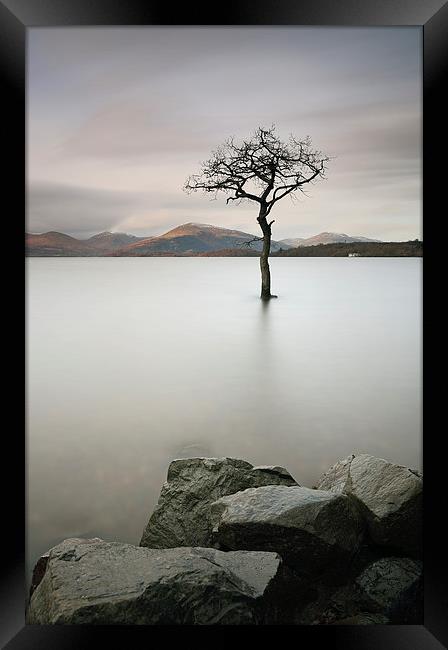 Loch Lomond Tree Framed Print by Grant Glendinning