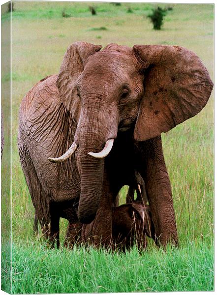 JST2835 African Elephant with calf Canvas Print by Jim Tampin