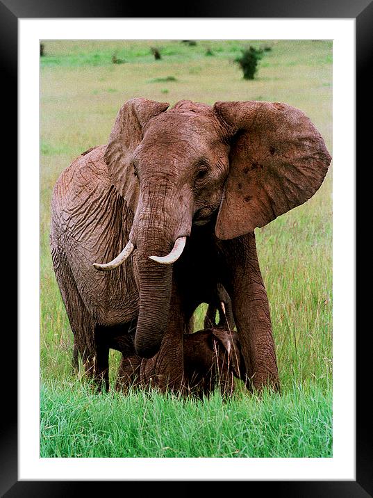 JST2835 African Elephant with calf Framed Mounted Print by Jim Tampin