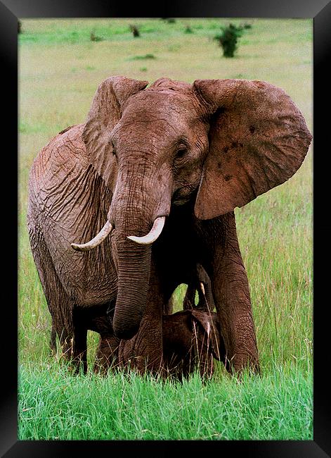 JST2835 African Elephant with calf Framed Print by Jim Tampin