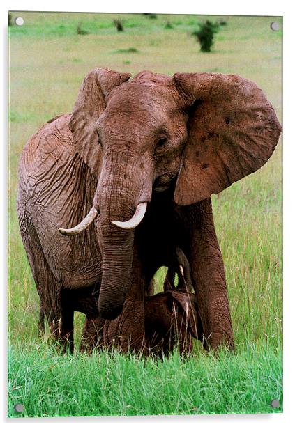 JST2835 African Elephant with calf Acrylic by Jim Tampin
