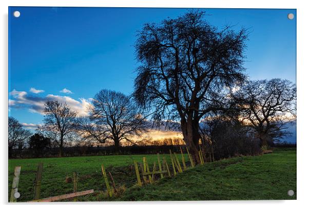 Winter Sunset Trees County Durham Acrylic by Greg Marshall