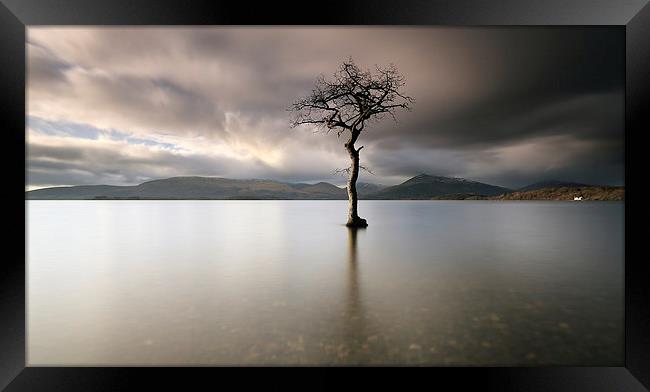 Loch Lomond Tree Framed Print by Grant Glendinning