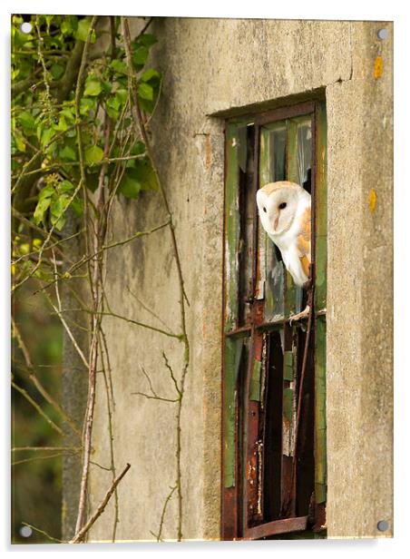 Barn Owl in Winter Acrylic by Mark Medcalf