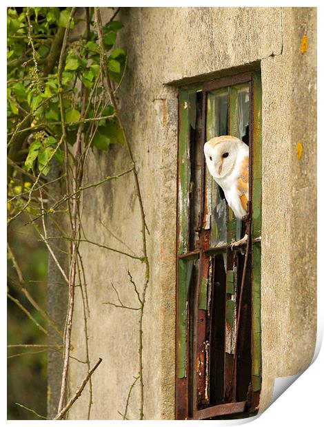 Barn Owl in Winter Print by Mark Medcalf