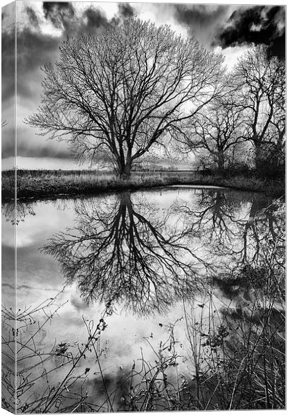 Sleepy Hollow Silver Tree Reflection Canvas Print by Greg Marshall