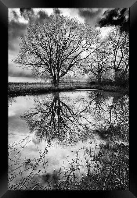 Sleepy Hollow Silver Tree Reflection Framed Print by Greg Marshall