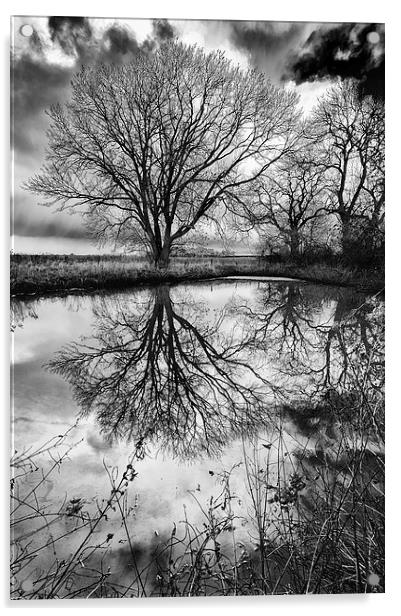 Sleepy Hollow Silver Tree Reflection Acrylic by Greg Marshall