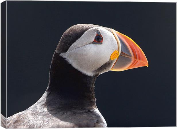 All the Colours of a Puffin Canvas Print by Mark Medcalf